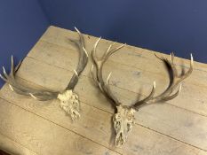 3 antlers, and chrome lamp with shade, with wear