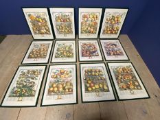 A set of 12 modern coloured fruit prints depicting the twelve months reproduced from the