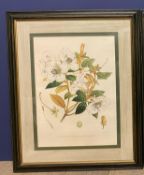 A Botanical print of Rhododendrons