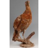 A taxidermy female Capercaillie (Tetrao urogallus)