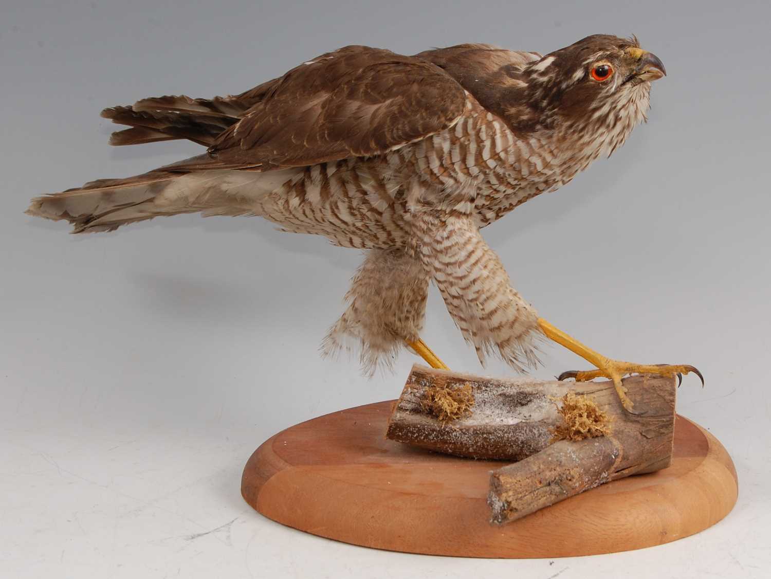 An early 20th century taxidermy female Sparrowhawk (Accipter nisus)