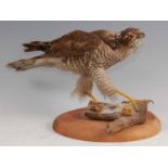 An early 20th century taxidermy female Sparrowhawk (Accipter nisus)
