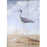 *George Edwards (1694-1773) - The long-legged plover, watercolour with body colour, signed and dated