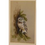 David Kerr - Little Owl, gouache, signed and dated 1972 lower right, 27 x 16cm