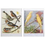 A set of twelve 19th century coloured prints of caged birds and canaries, including depictions of