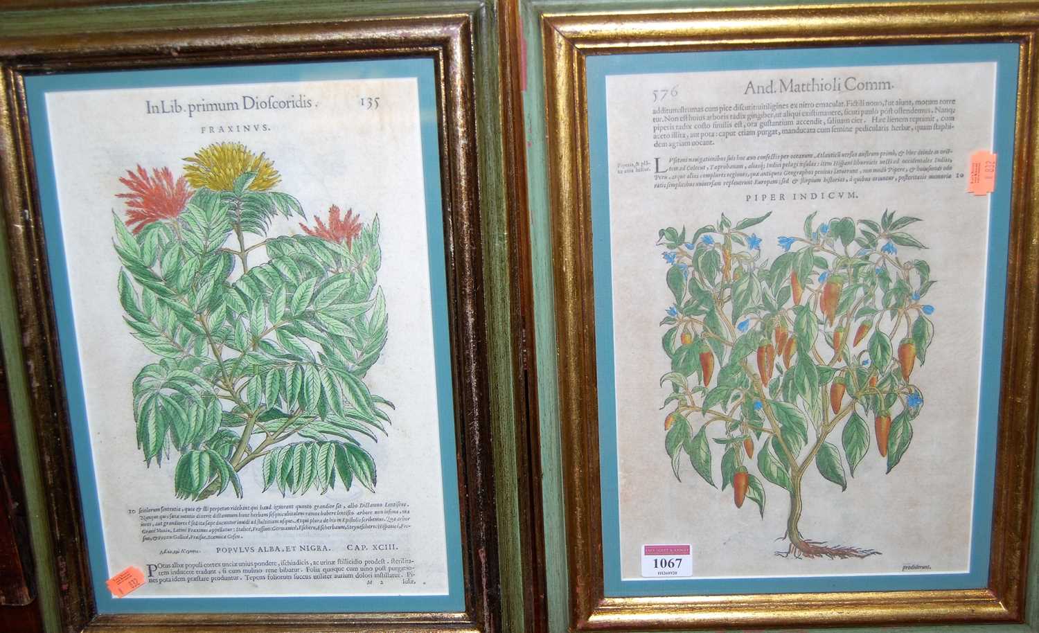A set of five reproduction botanical prints, in giltwood frames, each 30 x 21cm