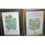 A set of five reproduction botanical prints, in giltwood frames, each 30 x 21cm