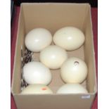 A collection of seven loose ostrich eggs, together with various loose porcupine quills