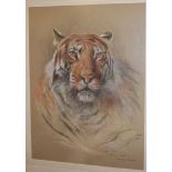 Spencer Roberts - Bengal Tiger, pastel, signed lower right 68x51cm, and one other by the artist