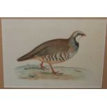 After B Fawcett - pair of colour engravings, Red Legged Partridge, and Partridge, each 21x29cm