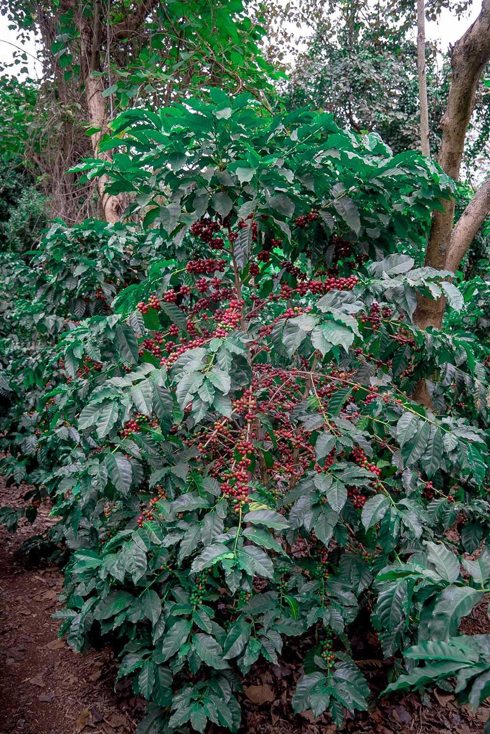 Own a Coffee Yielding Tree on the Paddy & Scott’s Meru Farm in Kenya Unique opportunity to join - Image 3 of 3