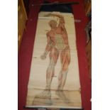 Frans Frohse - an anatomical chart of muscles - frontal view, plate No.2, mounted on a scroll backed