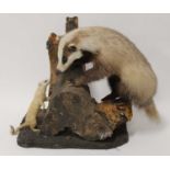 A taxidermy Badger (Meles meles), mounted on a tree stump with prey, h.53cm.