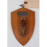 * A taxidermy Otter (Lutra lutra) pad mounted on an oak shield bearing a plaque 'The Quorn Hunt