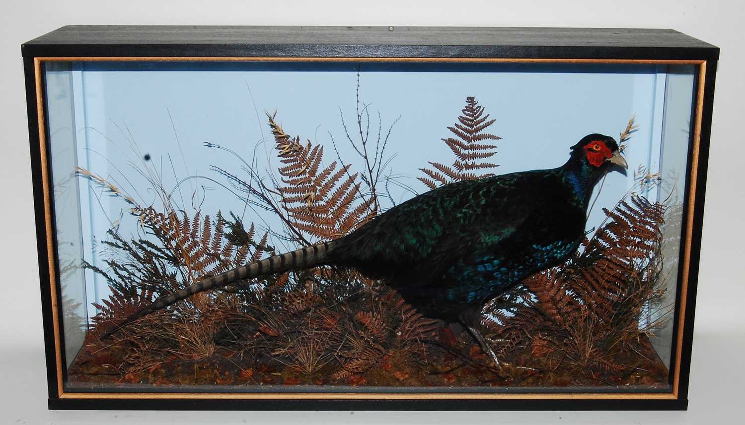 * A taxidermy Melanistic Cock Pheasant (Phasianus colchirus), mounted in a naturalistic setting,