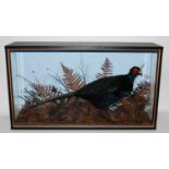 * A taxidermy Melanistic Cock Pheasant (Phasianus colchirus), mounted in a naturalistic setting,