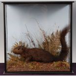 * A taxidermy Black Squirrel, melanistic variation probably an Eastern grey squirrel (Sciurus