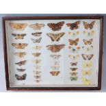 Lepidopterology, a collection on various butterflies and moths to include Orange-tip (Anthocharis