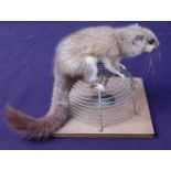 * A taxidermy Edible (or Fat) Dormouse (Glis glis), full mount perched on a trap, w.20, d.16, h.