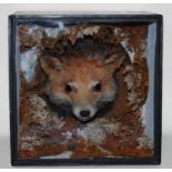 * An early 20th century Fox mask (Vulpes vulpes) mounted as though emerging from a den amongst