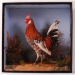 * A late Victorian taxidermy Bantam cockerel (Gallus gallus), mounted in a naturalistic setting
