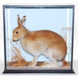 * Attributed to James Gregory, a taxidermy Irish Hare (Lepus timidus), mounted in a naturalistic