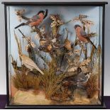 * A taxidermy group of five birds to include a pair of Bullfinch (Pyrrhula pyrrhula), Cinnamon