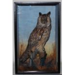 * A Victorian taxidermy Long-Eared Owl (Asio oatus), full mount, perched on a branch within a