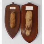 * A mid-20th century taxidermy Fox (Vulpes vulpes) pad, mounted on an oak shield and bearing a