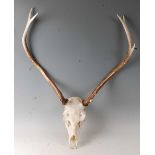 A pair of stag antlers on upper skull mount, w.66cm.