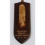 * A taxidermy Fox (Vulpes vulpes) pad, mounted on an oak shield annotated "Bolebroke Beagles.