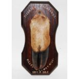 * An early 20th century taxidermy Deer slot, mounted on an oak shield annotated Tiverton Staghounds,