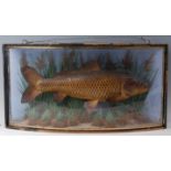 Attributed to J. Cooper and Sons, a circa 1900 taxidermy Common Carp (Cyprinus carpio), mounted in a