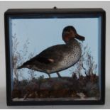 * A Victorian Eurasian Teal (Anas crecca), mounted in a naturalistic setting, within a glazed