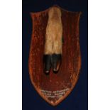 * An early 20th century taxidermy Deer slot, mounted on an oak shield annotated Quantock Staghounds,