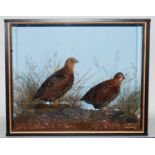 * A brace of taxidermy Quail (Coturnix coturnix), mounted in a naturalistic setting within an