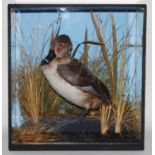 * A taxidermy Ring-necked Pochard (Aythya ferina), mounted in a naturalistic setting, within a