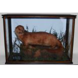 * An early 20th century taxidermy Otter (Lutra lutra) with fish prey beneath, mounted in a