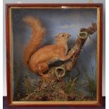 * An early 20th century taxidermy Red Squirrel (Sciurus vulgaris), mounted on a tree branch with a