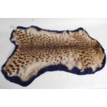 * An early 20th century taxidermy Serval cat (Leptailurus serval) pelt, mounted on blue felt with