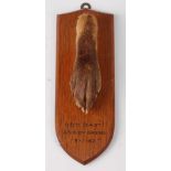 * A mid-20th century taxidermy Fox (Vulpes vulpes) pad, mounted on an oak shield, annotated "OB.