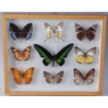 Lepidopterology, a collection of nine butterflies to include Archduke (M) (Euthalia dirtea