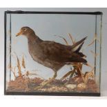 A mid-20th century taxidermy Moor-hen (Gallinula chloropus), mounted on a naturalistic base,