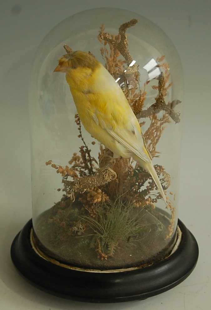 * A taxidermy Gloster Corona Canary (Serinus canaria), mounted on a branch and naturalistic base,