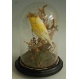 * A taxidermy Gloster Corona Canary (Serinus canaria), mounted on a branch and naturalistic base,