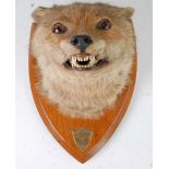 * An early 20th century taxidermy Fox (Vulpes vulpes) mask, adult mount on an oak shield with