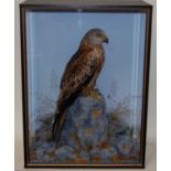 * A taxidermy Red Kite (Milvus milvus), full mount, perched on a rocky outcrop, against a painted
