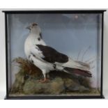 * A taxidermy Pied Imperial Pigeon (Ducula bicolor), mounted in a naturalistic setting with