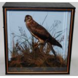 * A circa 1900 taxidermy Montagu's Harrier (Circus pygargus), re-cased and mounted perched on a