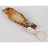 * An early 20th century taxidermy cabinet skin of a Whinchat (Saxicola rubetra), bearing a paper